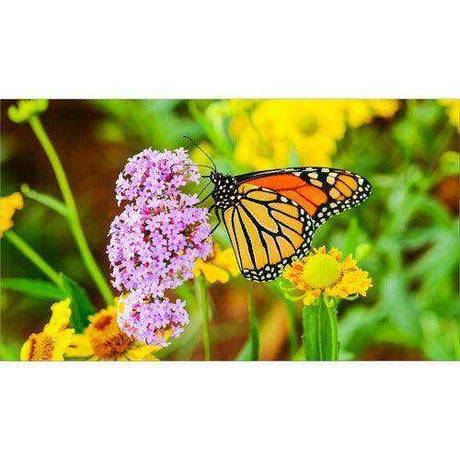 Sharp UN552S 55" Ultra-Narrow Bezel Display (Brightness 700) Video Sharp