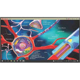 ViewSonic TeamJoin™ TRS10 With Display Bundle – Model CDE6530‑MTR (65″ 4K Display, Compute Engine MPC310‑W31‑TU & Touch Console MRC1010‑TN) Interactive Displays ViewSonic