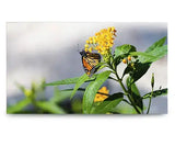 Sharp UN552V 55" Ultra-Narrow Bezel Professional-Grade Display