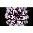 Samsung The Wall Professional P0.8 – 0.84mm Fine Pitch Indoor LED Display Indoor Samsung